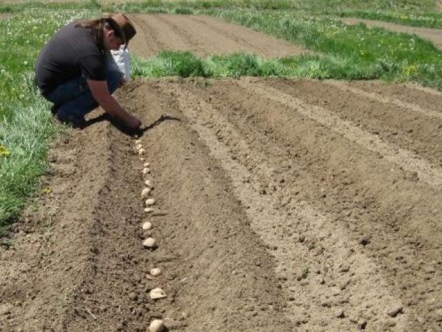 Садим картофель