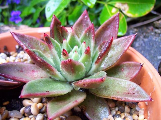 Эчеверия сизая - необычной красоты домашнее растение