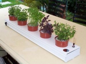 Выращивание комнатных цветов на гидропонике
