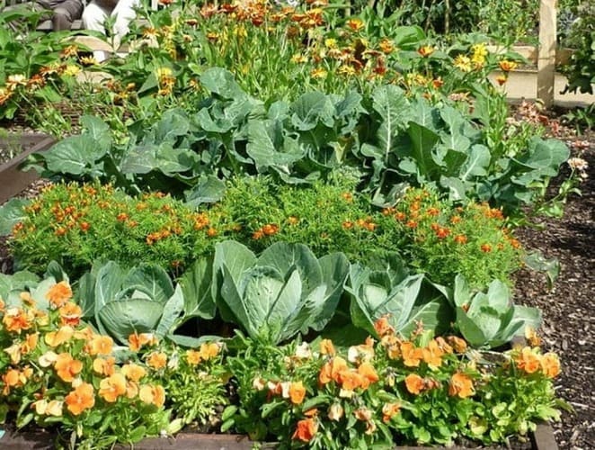Цветы и овощи 
