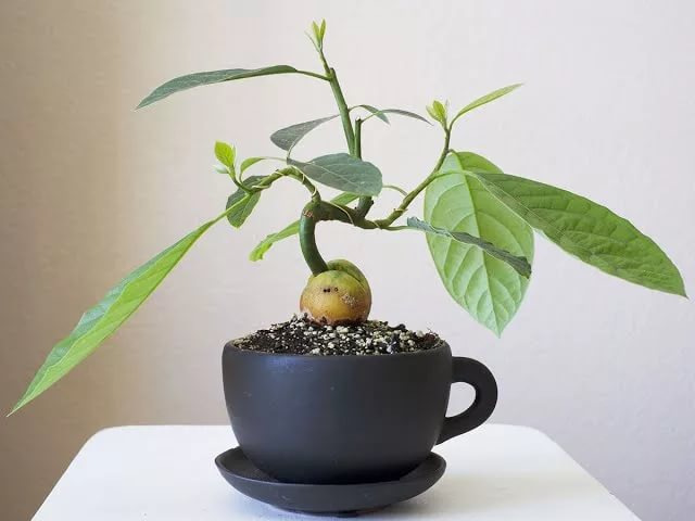 Выращивание авокадо из косточки в домашних условиях