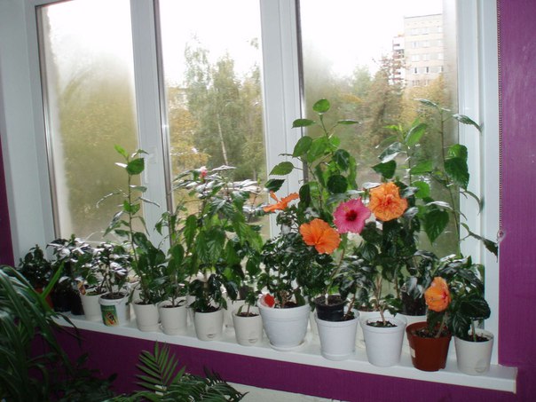 Растения на окнах