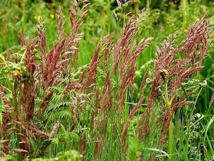 Овсяница красная (Festuca rubra) и Овсяница луговая (Festuca pratensis)