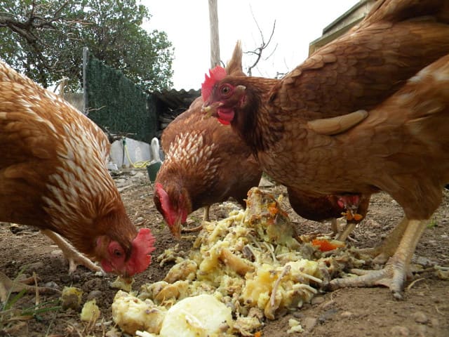 Особенности кормов для кур: виды и правила кормления