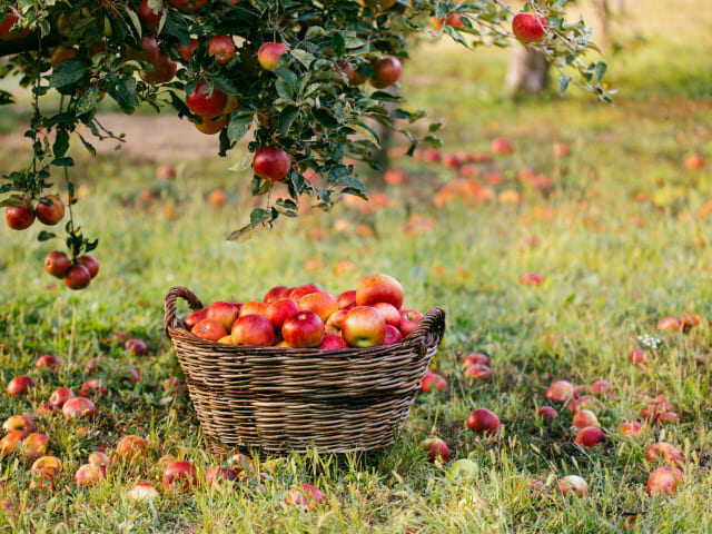 Самые лучшие и урожайные cорта яблонь для Подмосковья
