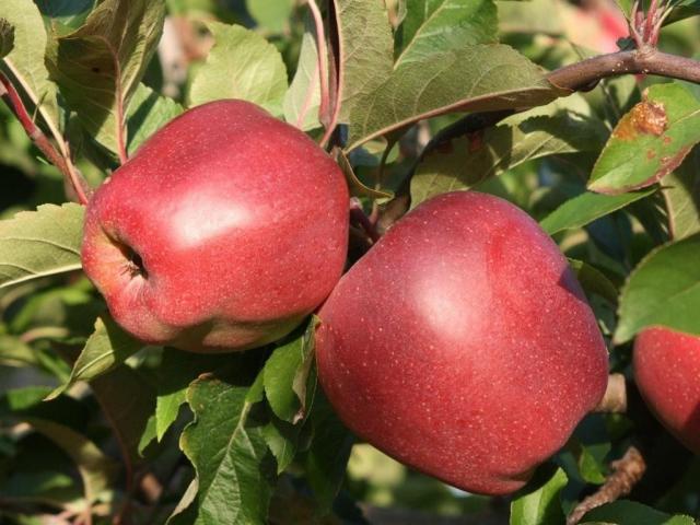 Яблоня сорта Глостер: описание и фото яблок