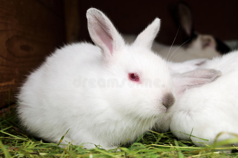 Как проявляется альбинизм у кроликов