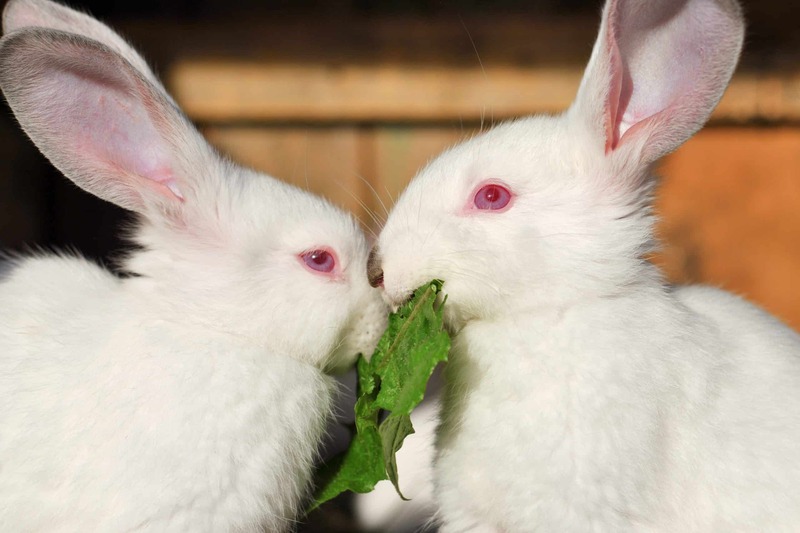 Почему у кроликов красные глаза