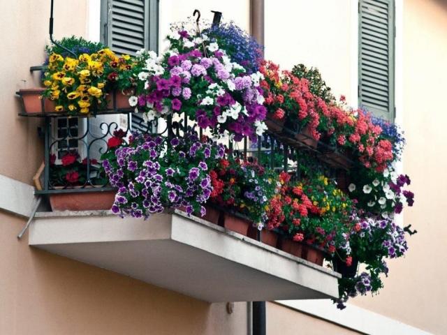Как правильно подобрать цветы для балкона: советы и хитрости