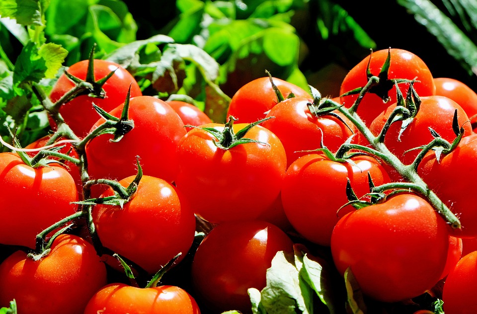 Какие вещества нужны томатам в середине лета и почему