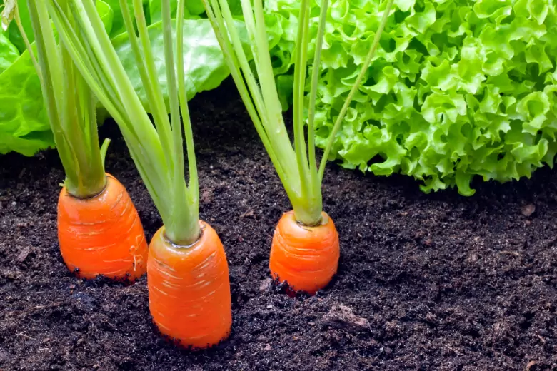 Основные ошибки при выращивании моркови