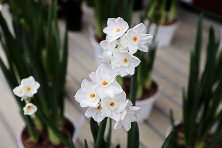 Нарцисс белый (Narcissus papyraceus)