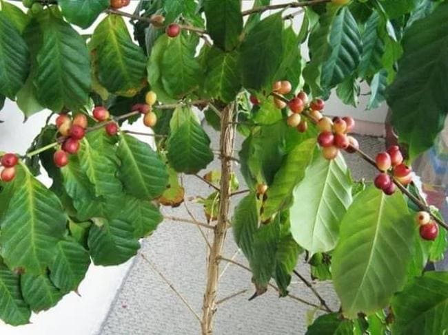 Как вырастить кофейное дерево у себя дома