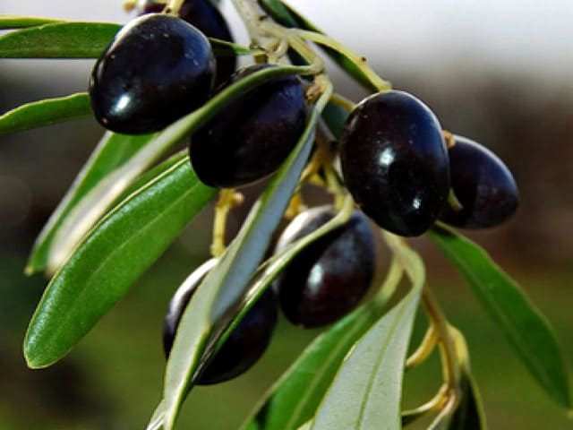 Как вырастить оливковое дерево у себя дома? Краткое руководство