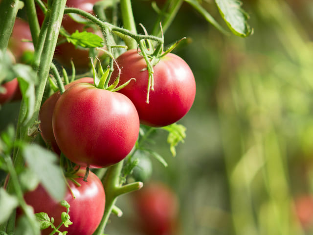 Как правильно поливать томаты для хорошего урожая