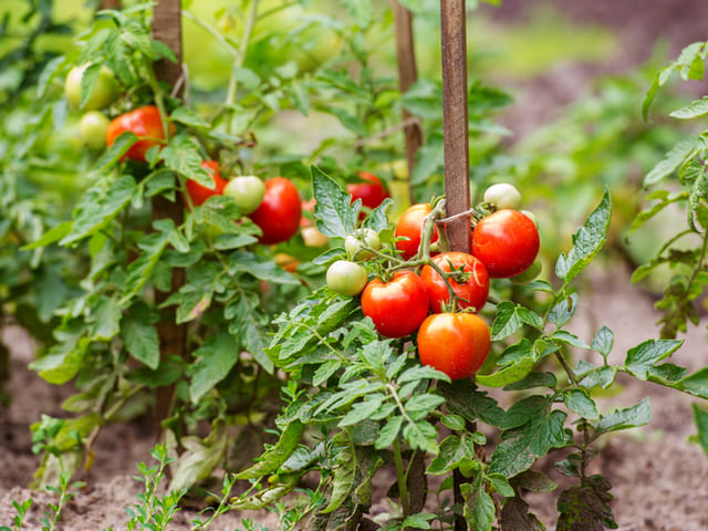 Как ускорить рост томатов для хорошего урожая: полезные советы начинающим садоводам
