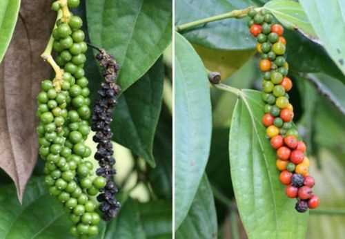 Как растет черный перец горошек: выращивание и уход