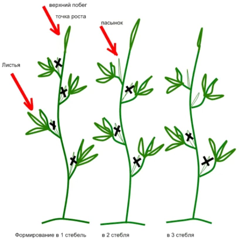 Пасынкование помидор в открытом грунте. Схема пасынкования помидоров. Схема пасынкования томатов в теплице. Формируем куст томата. Пасынкование томатов.