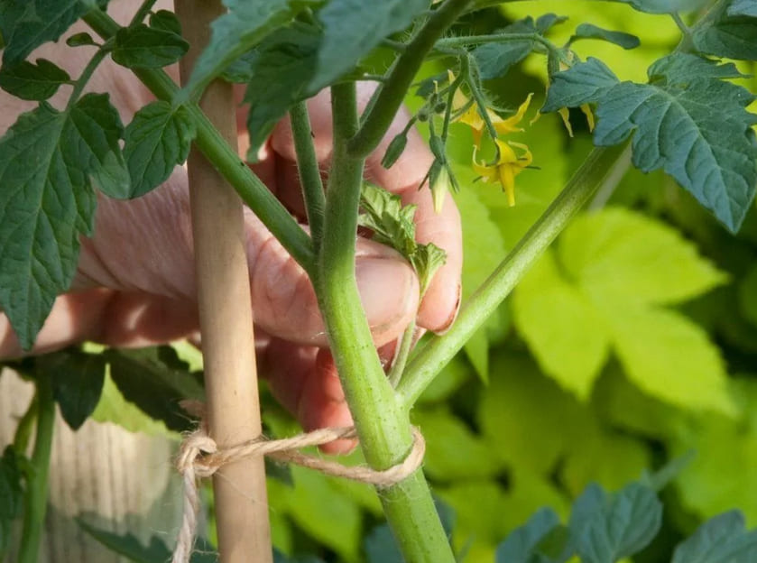Особенности пасынкования помидоров: как правильно это делать для хорошего урожая