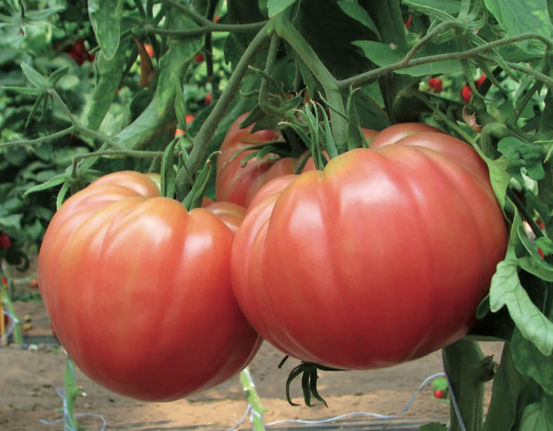 Особенности пасынкования помидоров: как правильно это делать для хорошего урожая