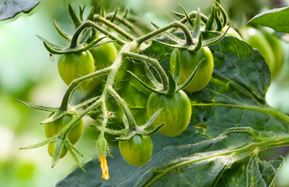 Как увеличить количество завязей на помидорах