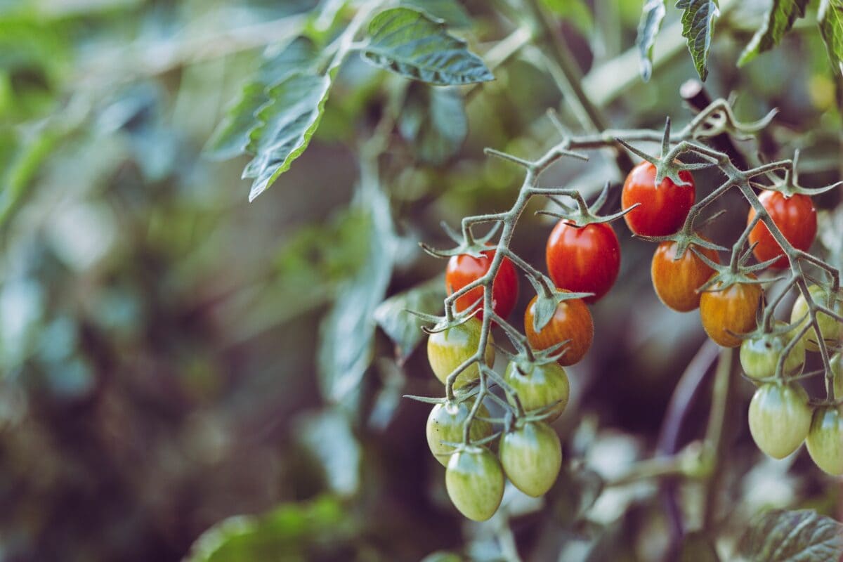 Можно ли поливать помидоры сывороткой