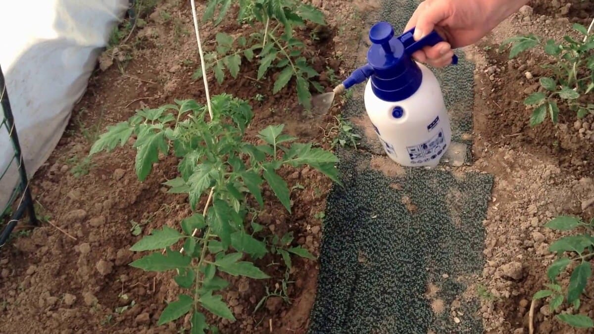 Воздействие на рост и развитие томатных растений