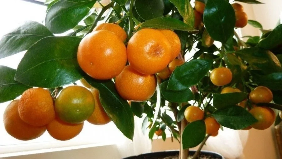 Выращиваем мандариновое дерево из косточки в домашних условиях.