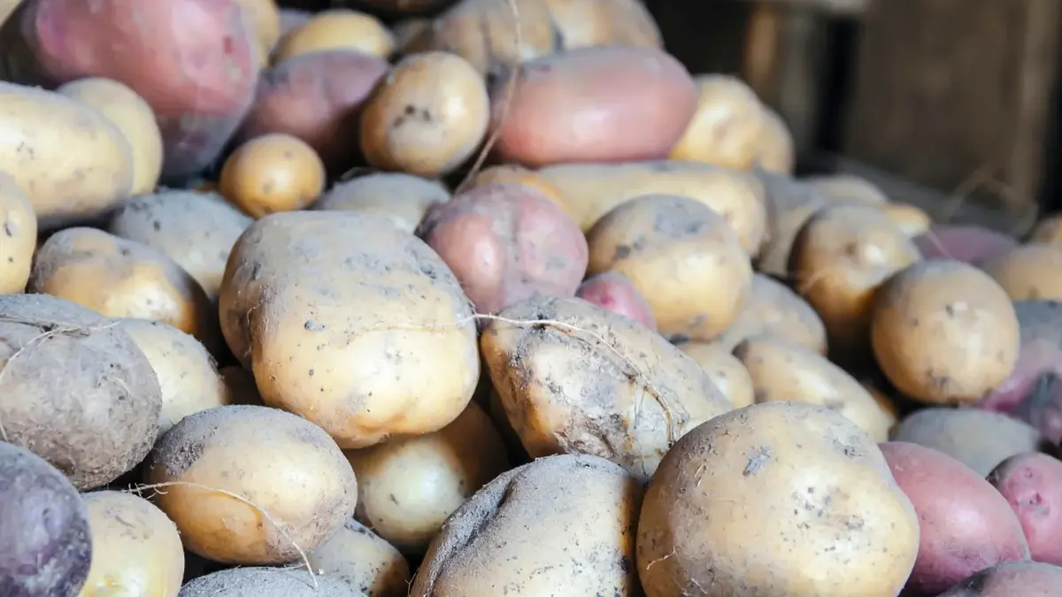 Как хранить картофель дома?