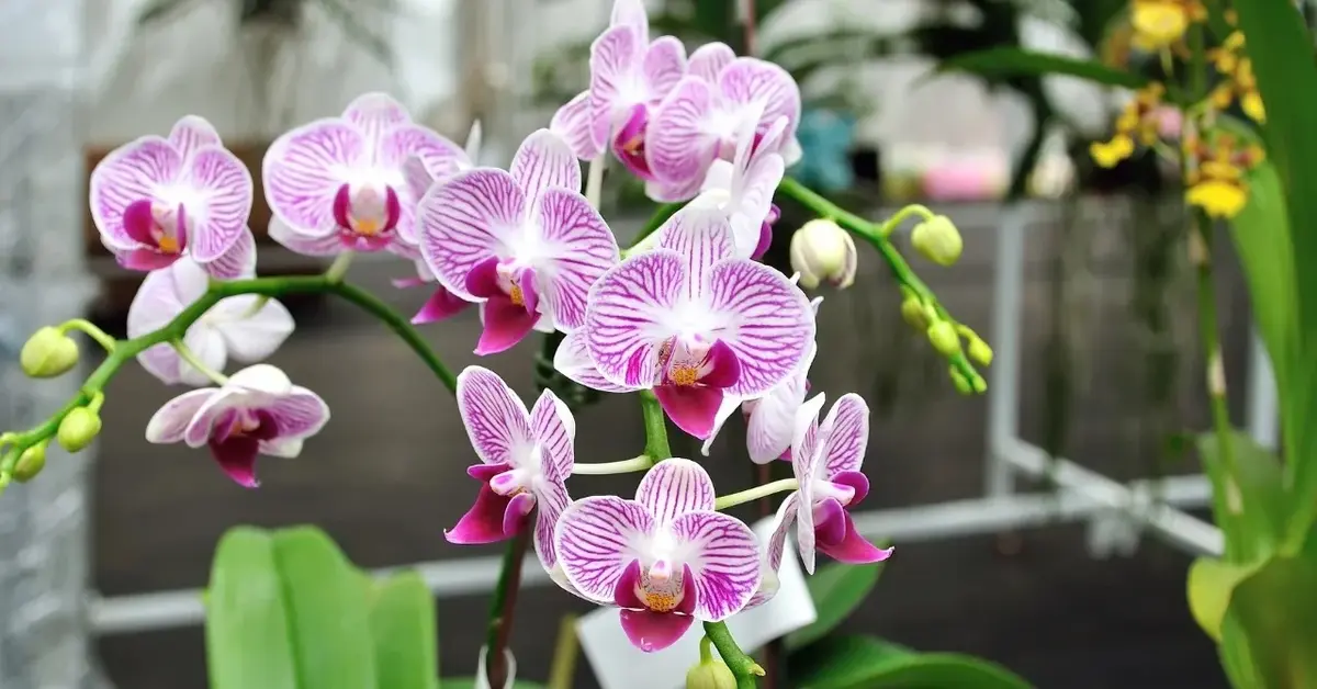 Как поливать орхидеи