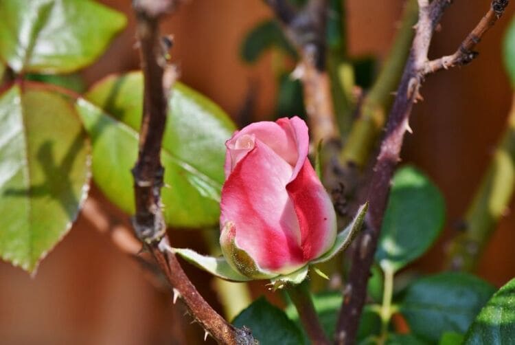 Обрезка роз весной: правила и сроки для новичков