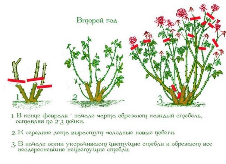 Как обрезать розу после цветения. Обрезка роз весной для начинающих. Чайно-гибридные розы строение куста. Обрезка чайно-гибридных роз весной. Обрезка роз на зиму в Подмосковье.