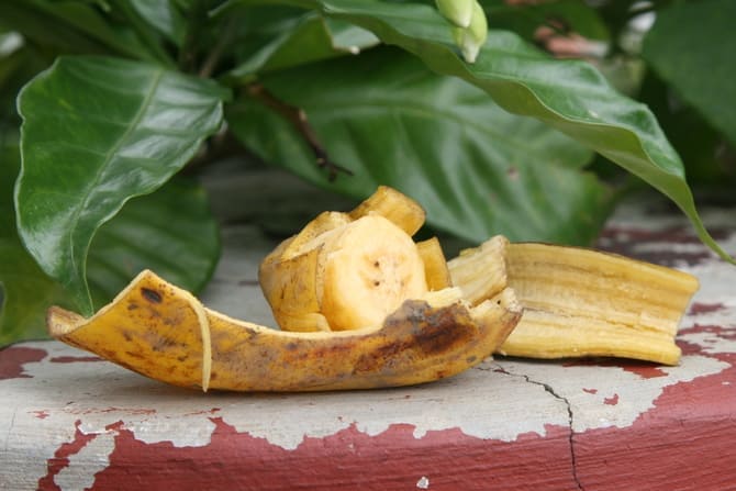 Как делать настой из банановой кожуры для полива цветов?