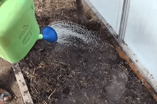 Подготовка почвы перед посадкой – обработка фитоспорином