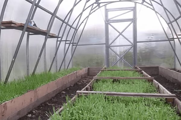 Что посадить в теплице перед посадкой рассады томатов и огурцов