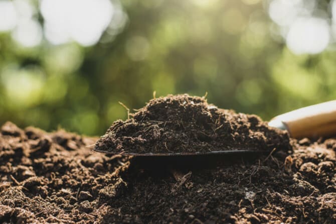 Как сидераты влияют на разные виды почвы