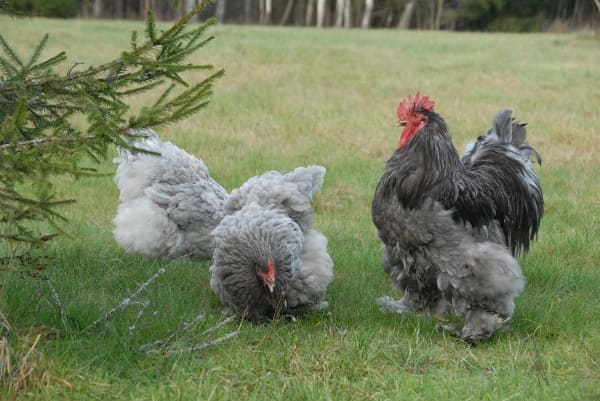 Общее описание породы и условия содержания куриц