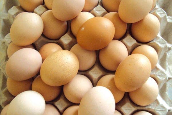Характеристики и яйценоскость несушек